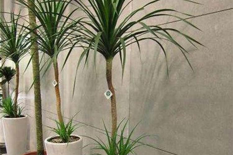 龙血树怎么施肥