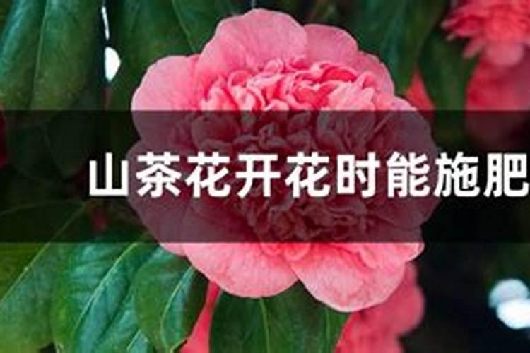 茶花快开花了要施肥吗要施什么肥