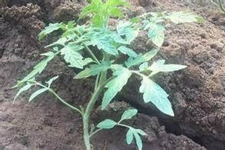 番茄什么时候施肥 番茄施肥时间及方法