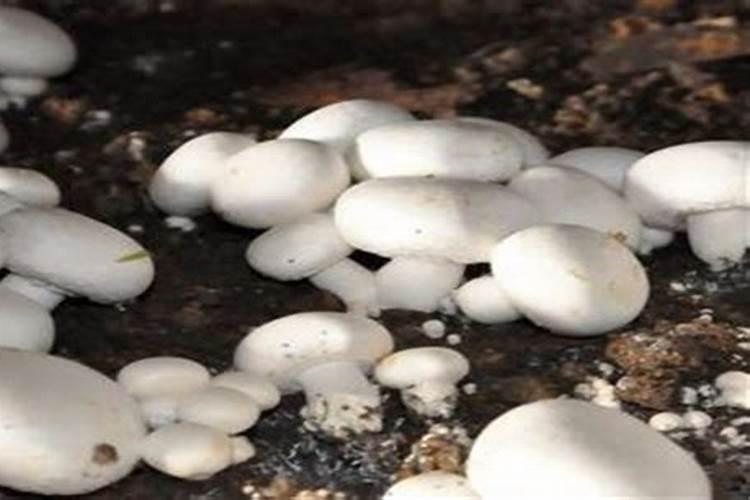 种植蘑菇都需要什么材料 种植蘑菇都需要哪些材料