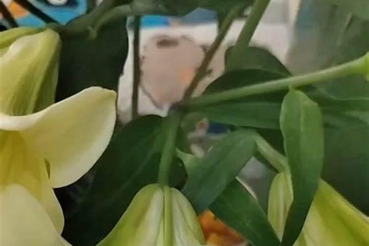香水百合怎么施肥