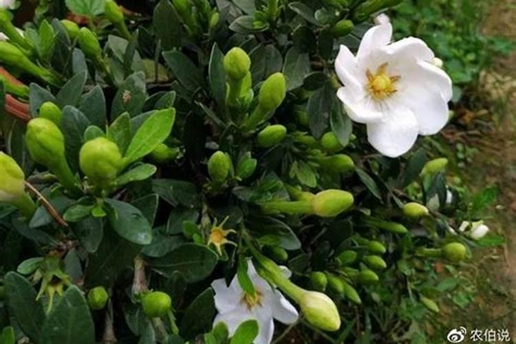 栀子花施什么肥好