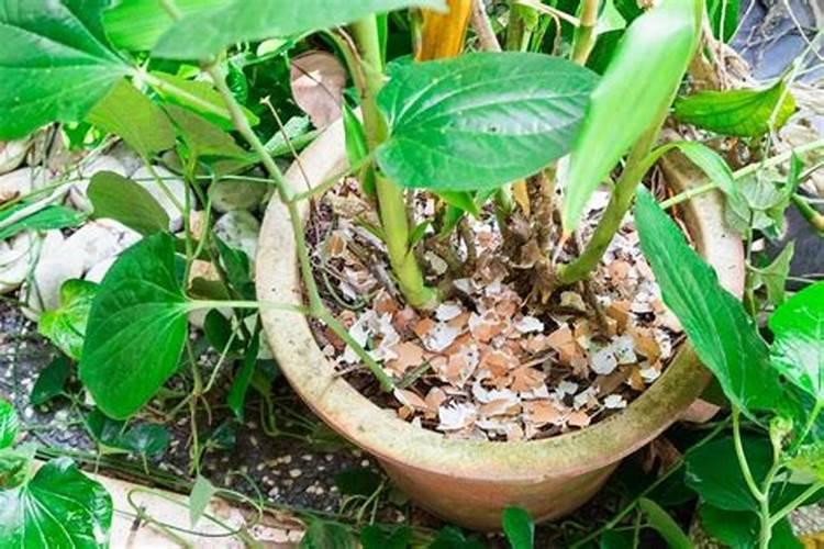 四月份小麦田里还能打除草剂吗？