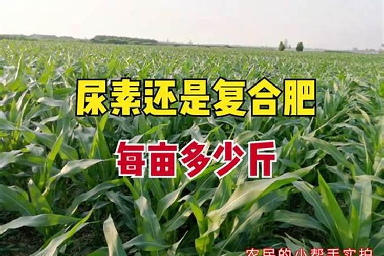 冲施肥对玉米后期影响