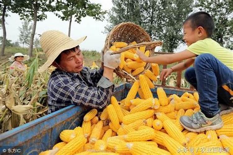 甜玉米的高产田间管理方法 甜玉米怎么养殖