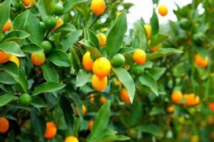 在广安种植金桔怎么样？