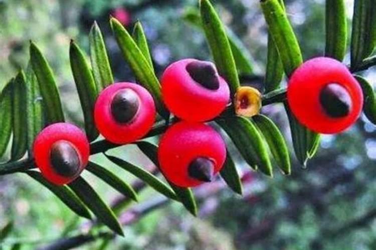 百威和科罗娜度数哪个高？口感如何？