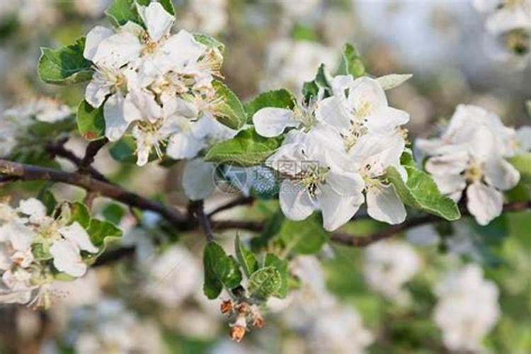 苹果树补钙几月份最好 苹果树补钙时间