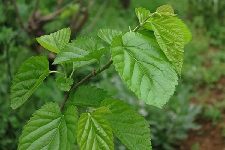 百香果开花期施肥技巧