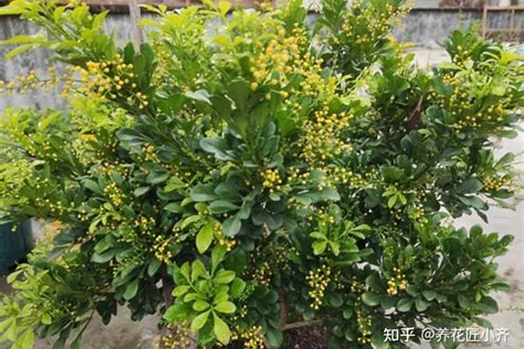 甜菜地施肥是一铵好还是硫酸钾好？