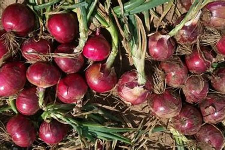 罗汉松叶子发黄干枯用什么药救活