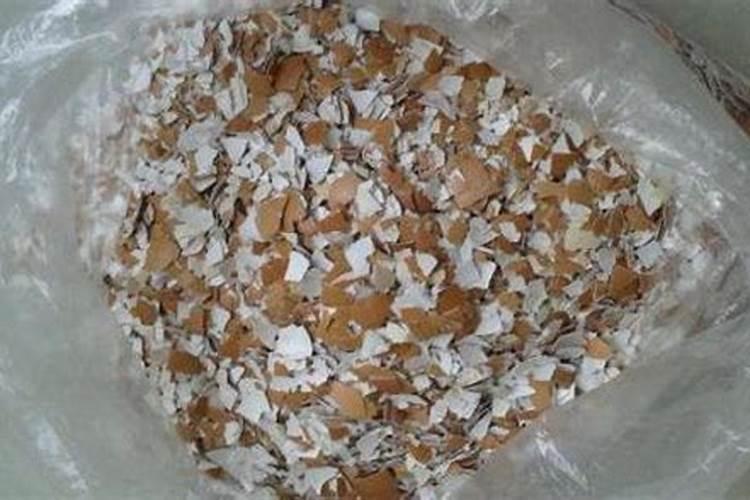 金边吊兰怎样施肥