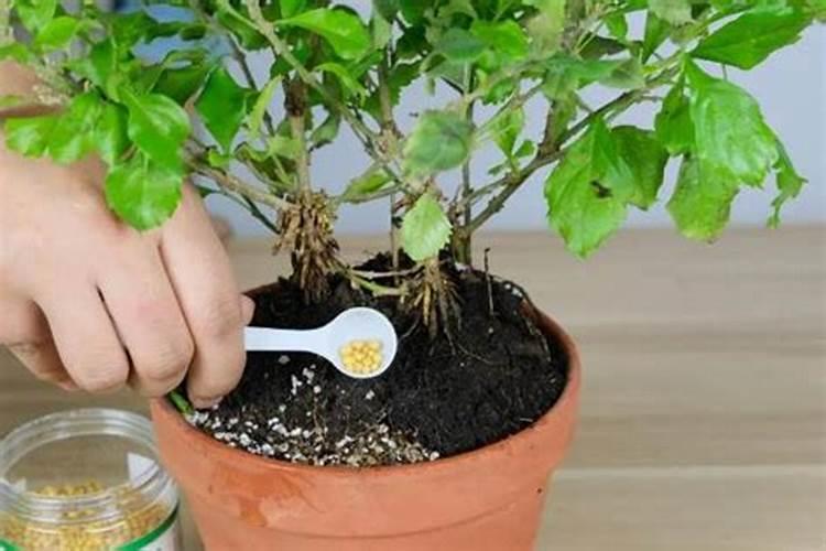 花卉可以用复合肥吗