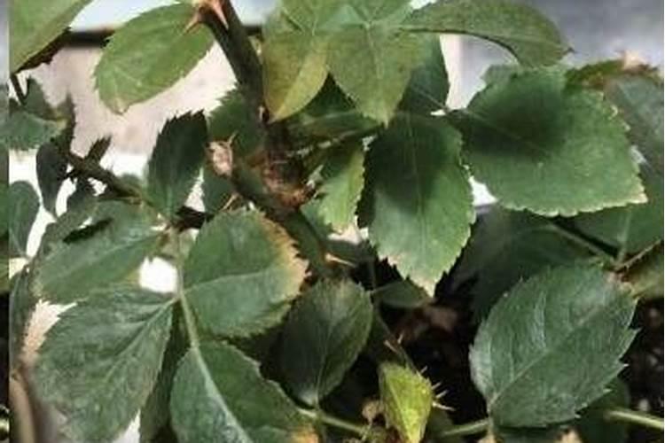 百日草要怎样管理？