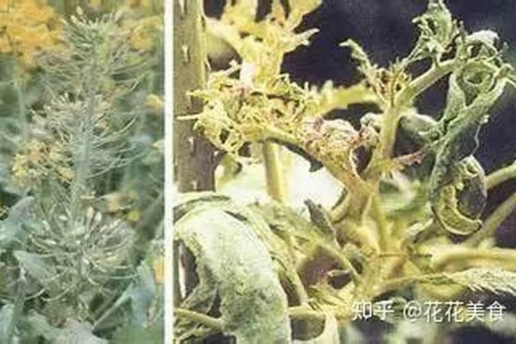 鱼蛋白喷施一次多少毫升