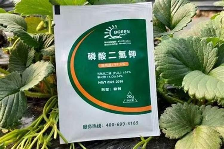 食叶草怎么种植,需要注意哪些关键步骤？