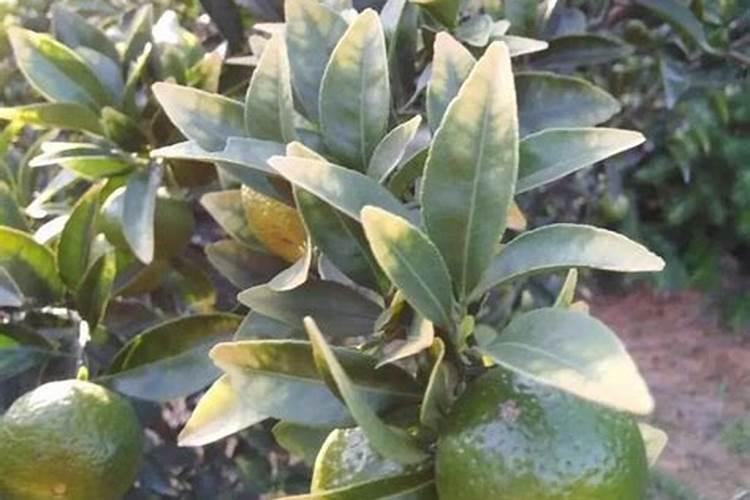 打造现代农业绿色发展新标杆