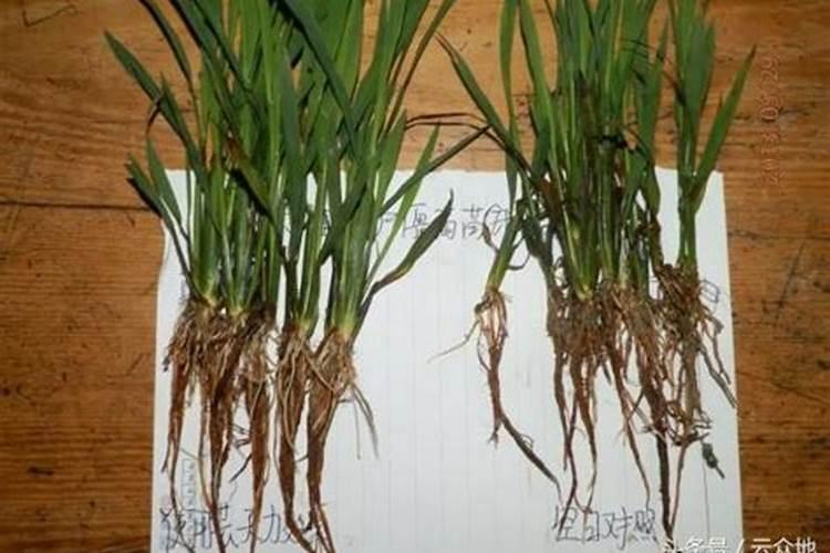 淘米水浇花的正确方法