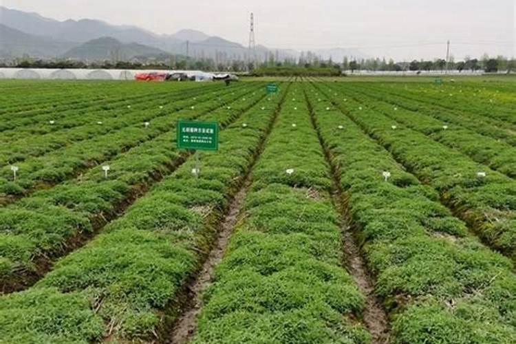 元胡的种植技术