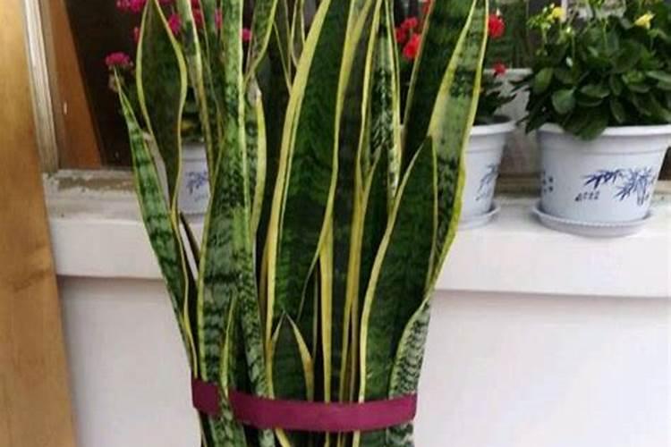 虎皮兰怎么养才会粗壮
