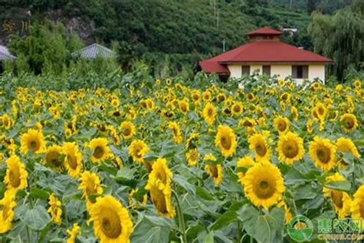 油葵在开花时能淌水吗