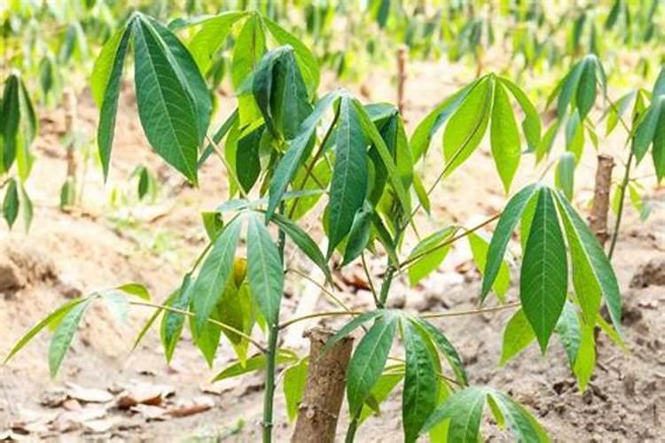 肥料里氮的原材料有哪些