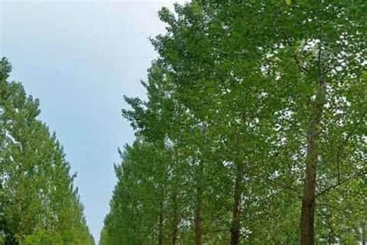 第一年栽的杨树怎么管理