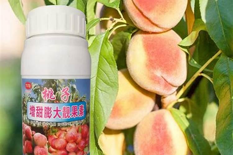 桃树结果需要什么肥料