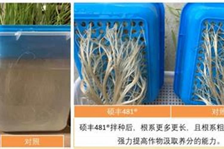 萝卜什么时候施肥