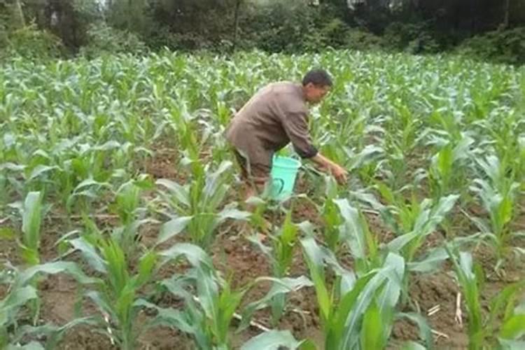 油柑的种植方法怎么种油甘