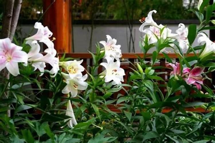 果树促花用什么叶面肥好？