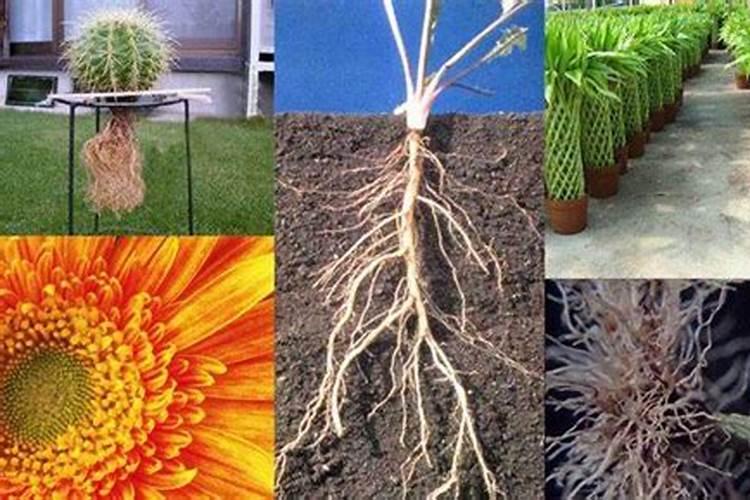 茶花叶子干枯后该如何挽救？