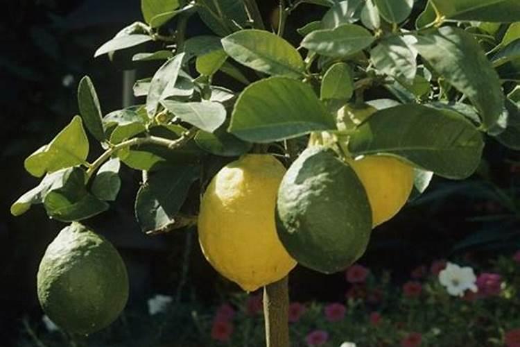 柠檬如何科学施肥？