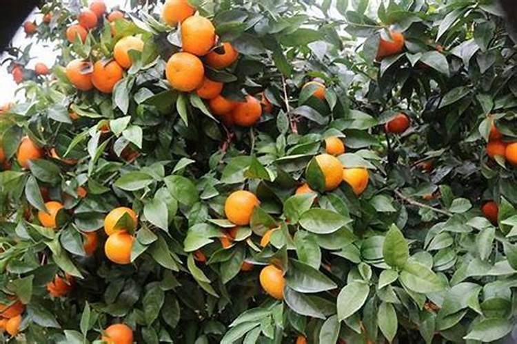红菜苔施肥方法