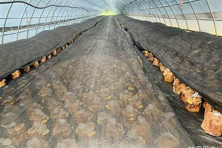 桑黄种植技术怎么
