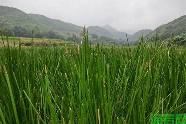 马蹄生理性红尾病很常见,该怎么防治？