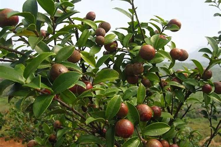 油茶树一年施几次肥料