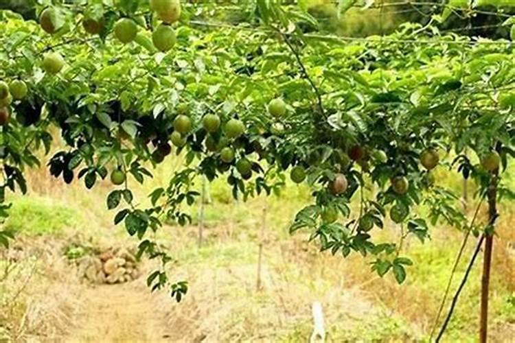 小桃树苗管理方法