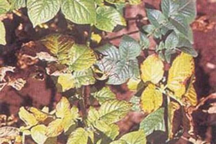 豆粕如何发酵做肥料