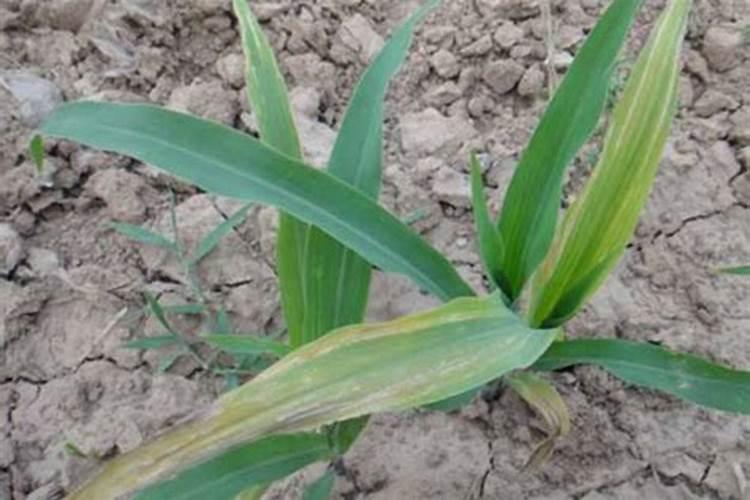 玉米中后期不追尿素可以喷液体氮肥代替吗