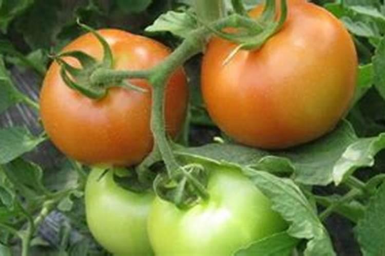 什么肥能让西红柿转色快