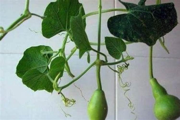 葫芦开花期间要注意什么