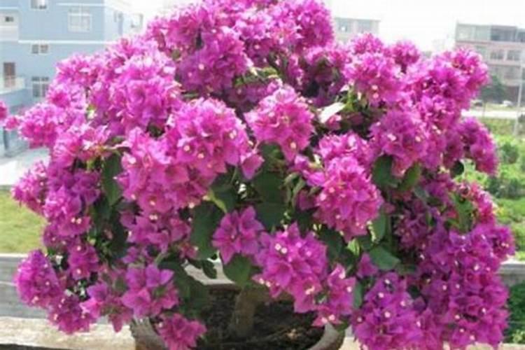 三角梅发芽后怎么养护