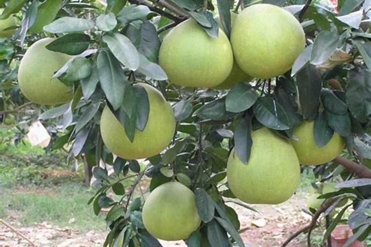 九禾与辉隆复合肥哪个好