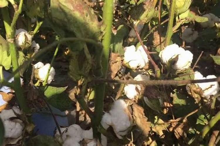 棉花地浇水在哪个时段加肥料合适？
