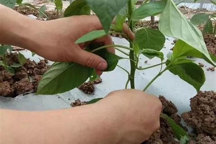 辣子疫病什么药最好最快能冶好？