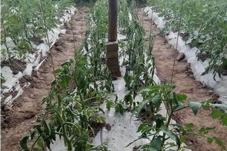 磷钾肥是什么 常用的天然的磷钾肥有哪些