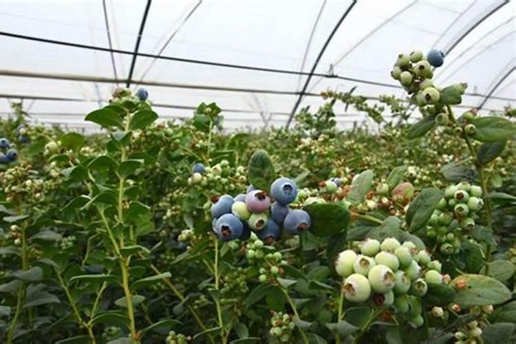 茶叶叶面肥催芽肥的正确使用