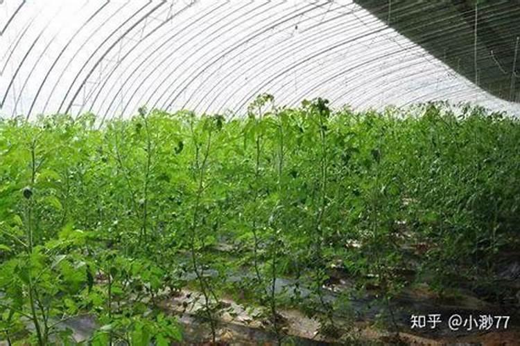 种植西红柿底肥需要哪些肥料