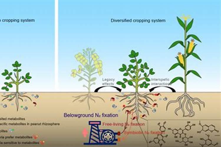 中国江磷股份公司简介